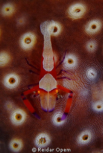 Periclimenes imperator by Reidar Opem 